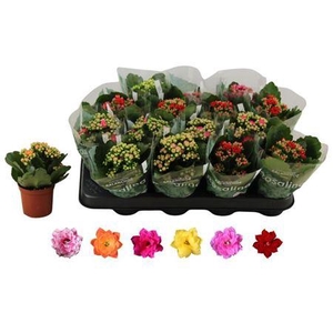 Kalanchoe Rosalina Mix 6 Kle