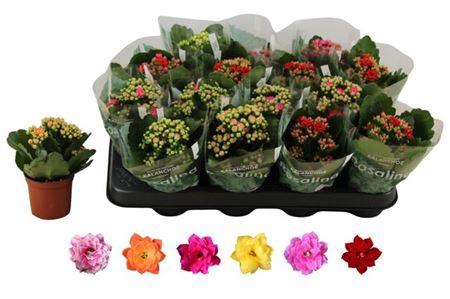 <h4>Kalanchoe Rosalina Mix 6 Kle</h4>