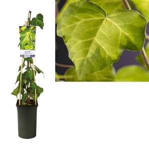 Hedera c. 'Sulphur Heart' +light label