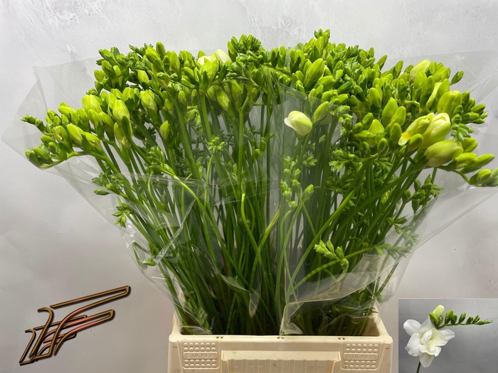 <h4>FR DU VOLANTE</h4>