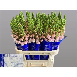 Antirrhinum Costa Silver
