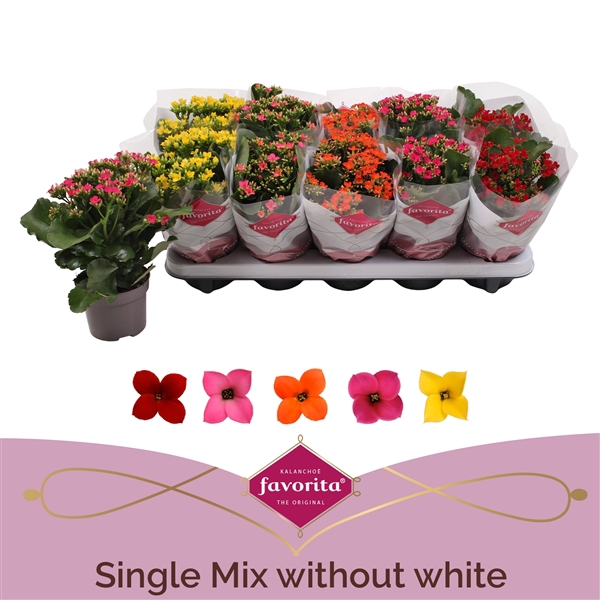 <h4>Kalanchoe Favorita 5 colour mix - No white - st 1</h4>