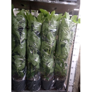 Schefflera actin. 'Amate'
