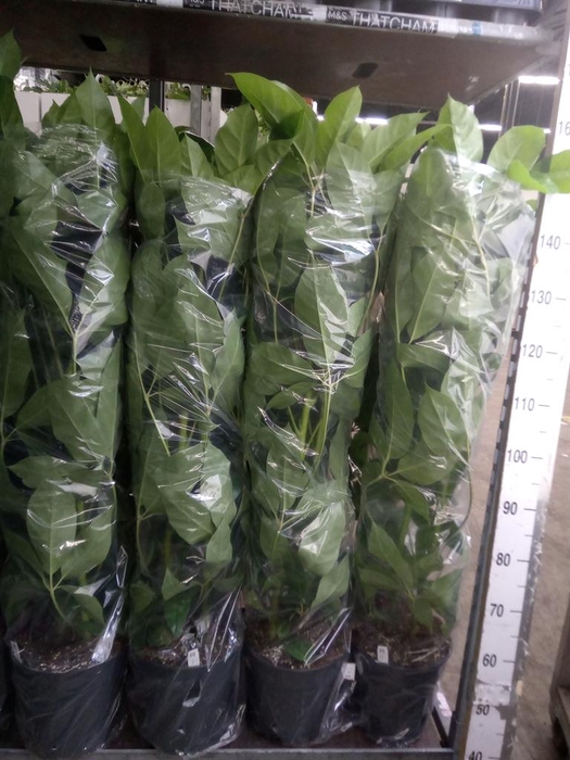 <h4>Schefflera actin. 'Amate'</h4>