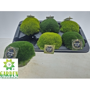 VASTE PLANTEN OV