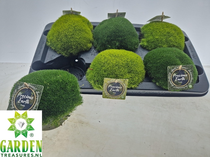 <h4>VASTE PLANTEN OV</h4>