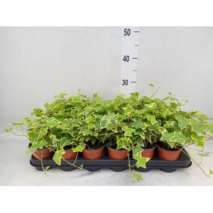 Hedera helix 'Goldchild'