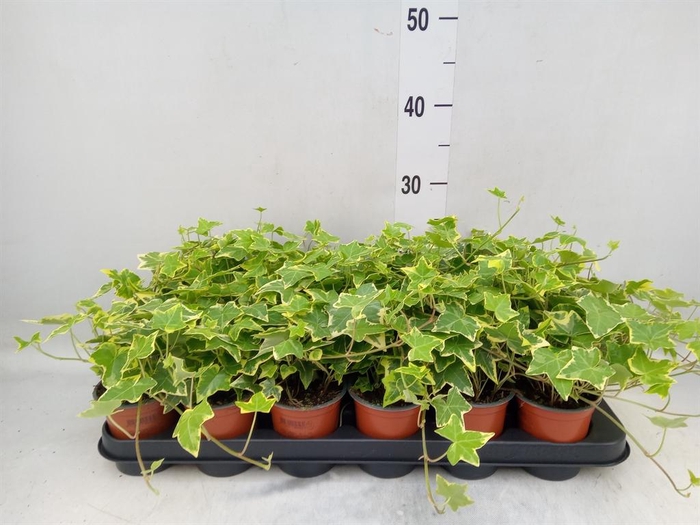 <h4>Hedera helix 'Goldchild'</h4>