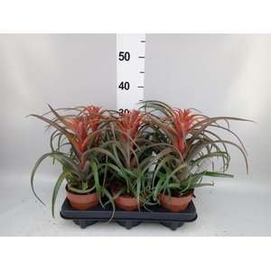 Tillandsia capitata 'Hermosa'