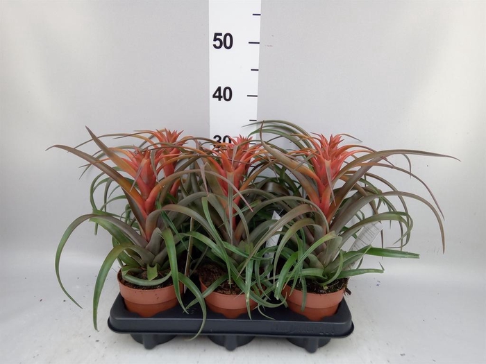 <h4>Tillandsia capitata 'Hermosa'</h4>
