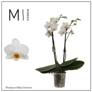Phalaenopsis Bern 2 spike – 7cm | Mimesis