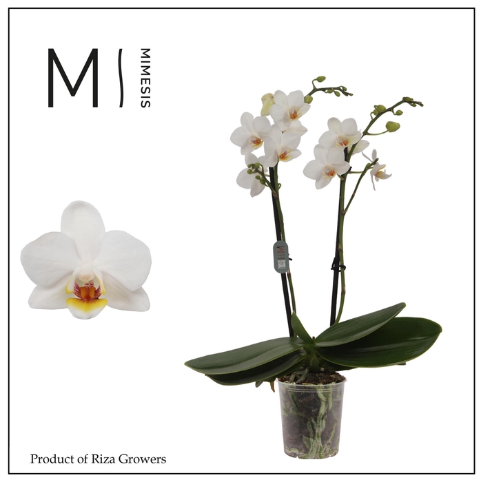 <h4>Phalaenopsis Bern 2 spike – 7cm | Mimesis</h4>