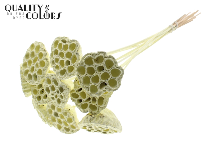 <h4>Lotus 5-7cm on stem Covered Creme</h4>