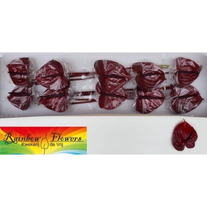 Anthurium nero