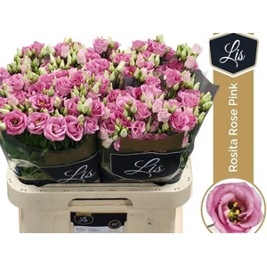 EUS G ROSI ROSE PINK