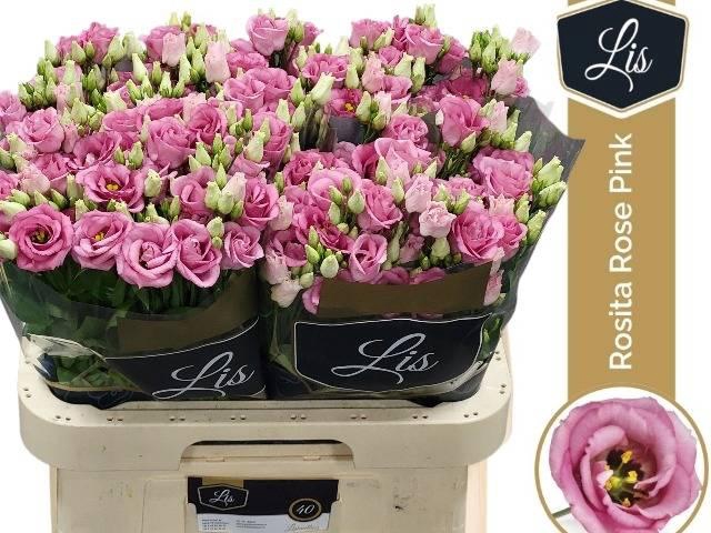 EUS G ROSI ROSE PINK