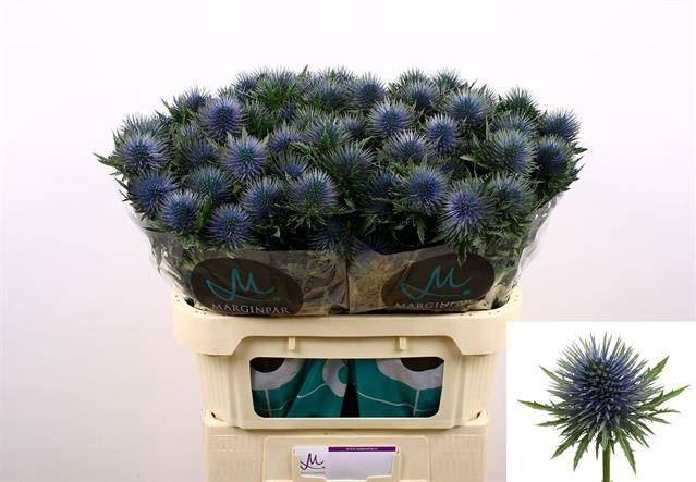 <h4>ERYNGIUM  'MAGNETAR QUESTAR'</h4>