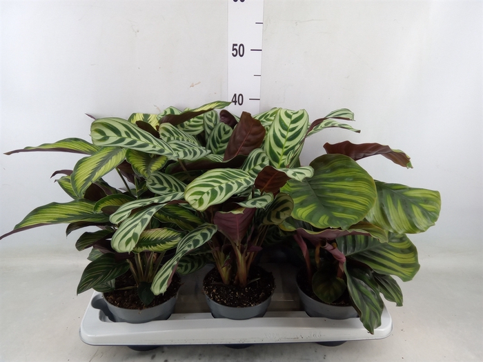 <h4>Calathea   ...mix</h4>