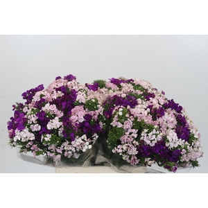 Dianthus Br Gemengd