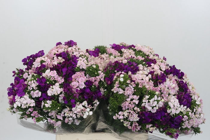 <h4>Dianthus Br Gemengd</h4>