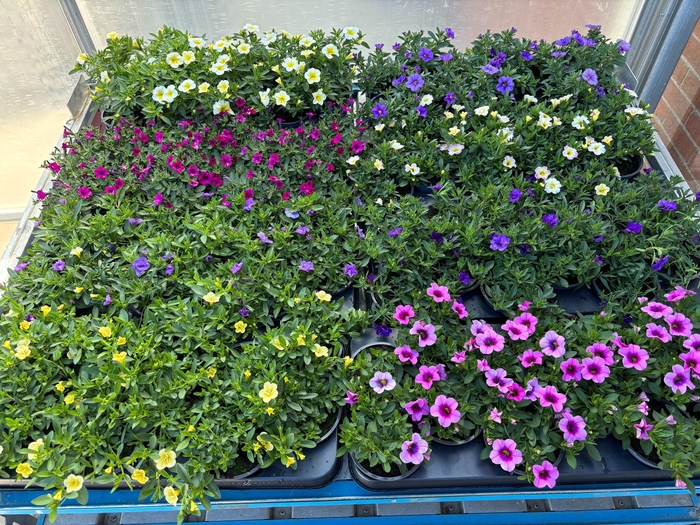 <h4>CALIB M BELL OV</h4>