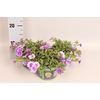 Calibrachoa Blue