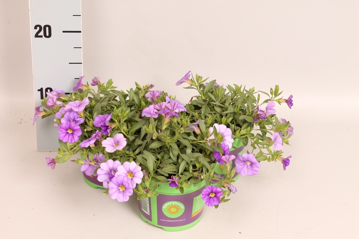 Calibrachoa Blue