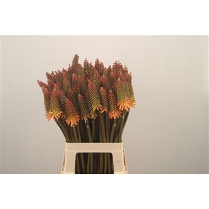Kniphofia Alcazar