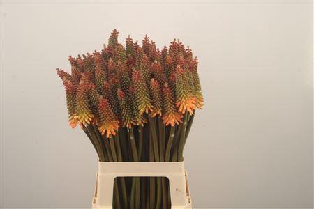 <h4>Kniphofia Alcazar</h4>