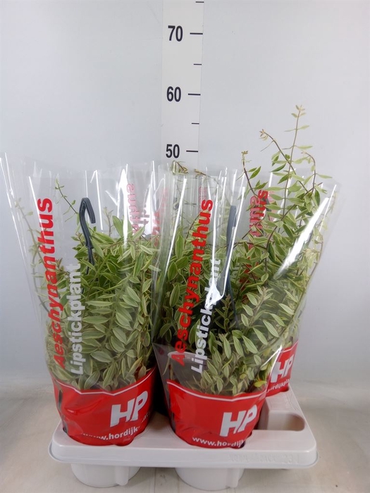 <h4>Aeschynanthus  'Bolero Bicolore'</h4>