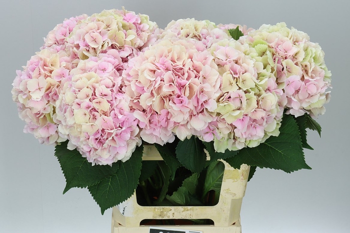 <h4>Hyd Verena Pink Classic</h4>