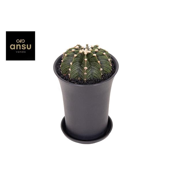 Gymno Cactus 'Green Stripe' XL