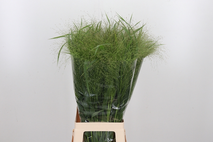 <h4>Panicum Fountain</h4>