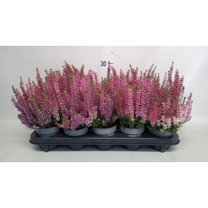 Calluna vulg. 'Beauty L WB Wonder'