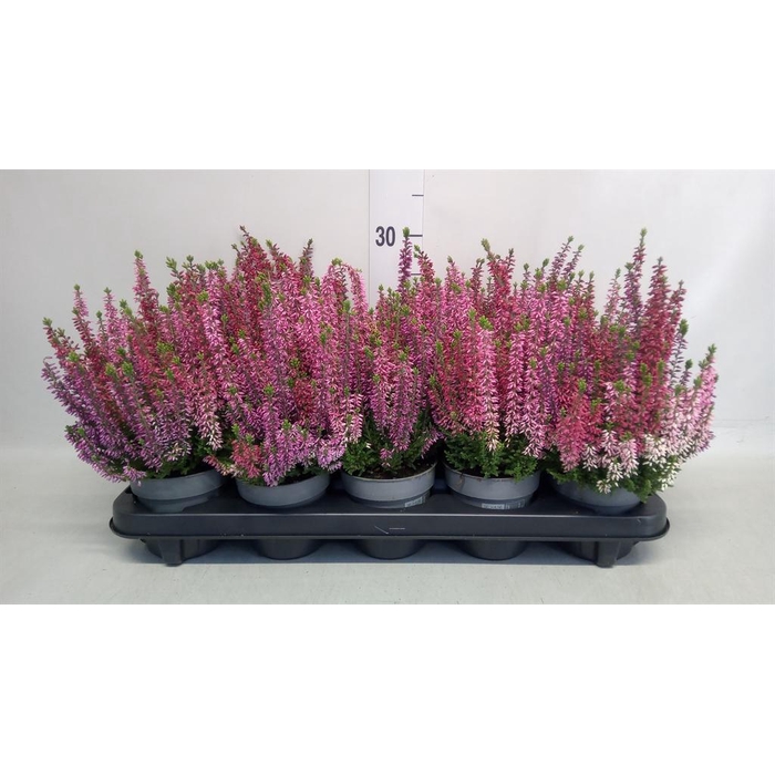 <h4>Calluna vulg. 'Beauty L WB Wonder'</h4>