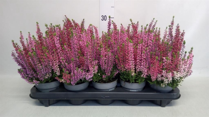 Calluna vulg. 'Beauty L WB Wonder'
