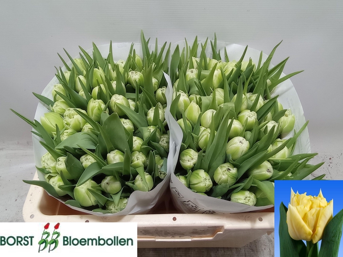 <h4>TU DU AVANT GARDE</h4>