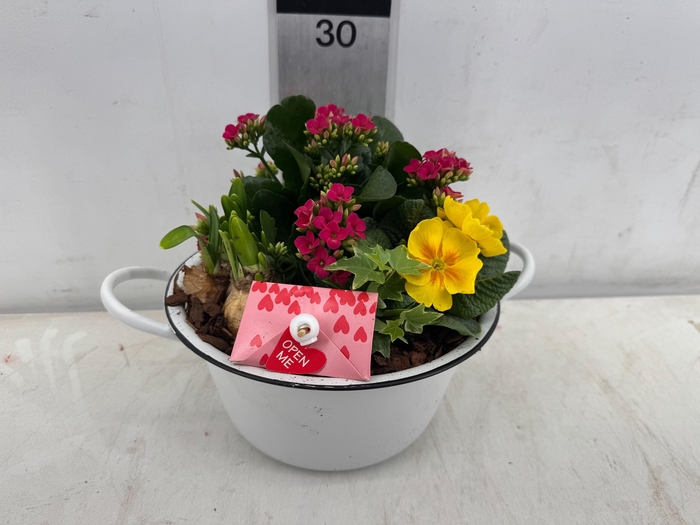 <h4>ARR PL IN SCHAAL</h4>