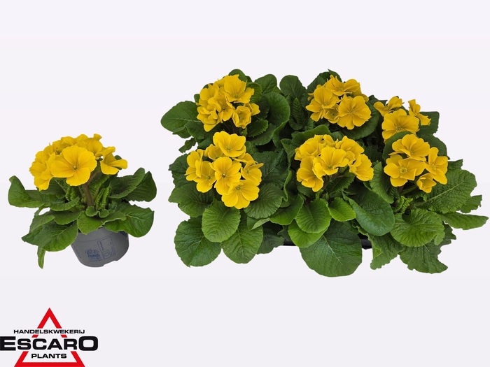 <h4>PRIM EL PER YELLOW</h4>