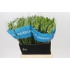 Ornithogalum Mount Fuji