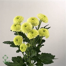 22017: Lovess arrangement