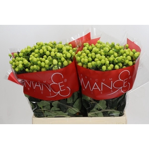 Hypericum Smiley Romance