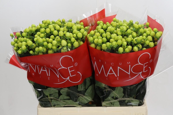 <h4>Hypericum Smiley Romance</h4>