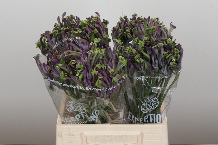 <h4>Anigozanthos Celebrations Carnivale</h4>