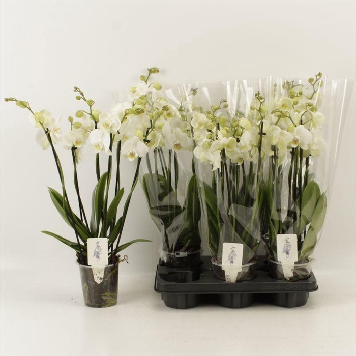 <h4>PHAL OV WIT</h4>