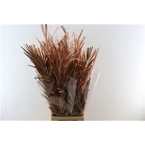 DRY PALM COPPER 5PC PBS