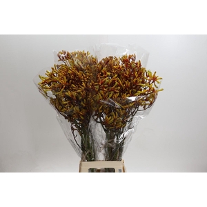 Kangaroo Paw Gold Fever