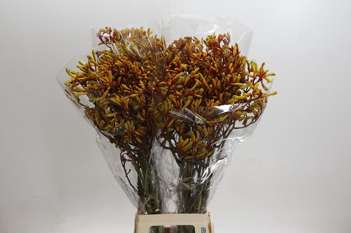 <h4>Anigozanthos Gold Fever</h4>