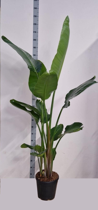 <h4>STRELITZIA NICOLAI</h4>