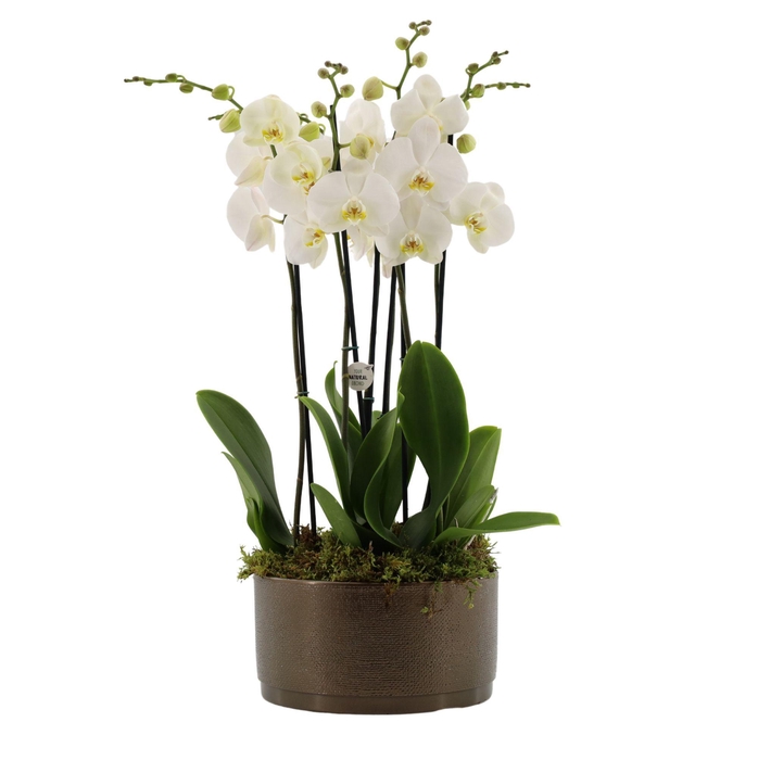 <h4>Your Natural Orchid | 3 x 2 tak ST wit in Sarah Bowl</h4>